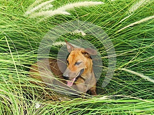 GrassÃ¢â¬â¹ Fields andÃ¢â¬â¹ TheÃ¢â¬â¹ Dog